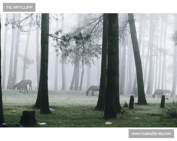 永歌森林中的神秘自然现象探索：迷雾、光斑与幻影之谜